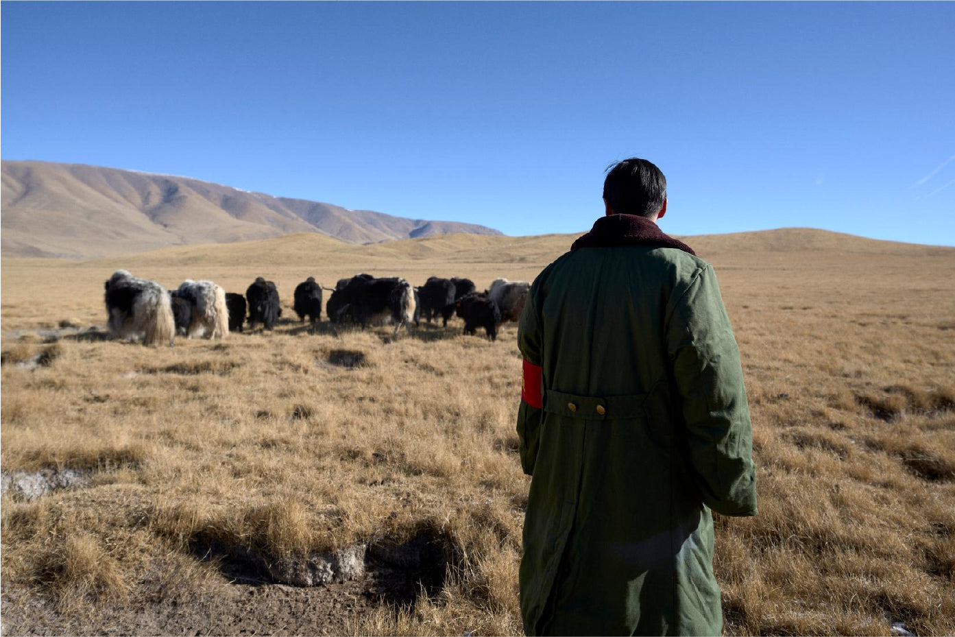 Spring Series | Embracing Nature and Coexisting with the Wild - Exploring the Footprints of Wildlife on a Plateau Trek